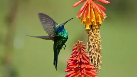 Getty Images Hummingbird