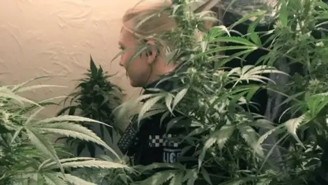 PC Caroline Foster/Twitter Cannabis plants