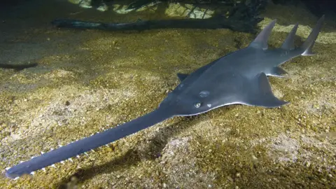 David Wackenfelt Largetoothed sawfish