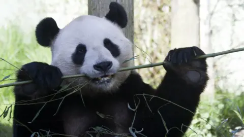 RZSS Panda at Edinburgh Zoo