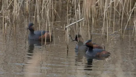 RSPB Black-necked grebes