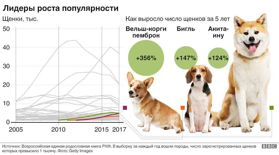 Запрещенные породы собак в россии с фото