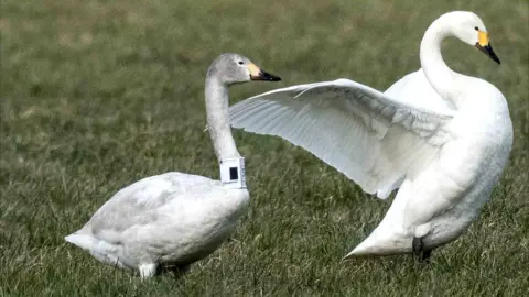 Bewick's swans