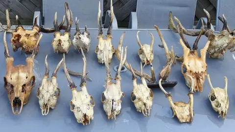 Nottinghamshire Police Deer skulls lined up