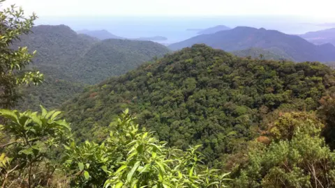 Dr Sophie Fauset View across a canopy looking out to sea