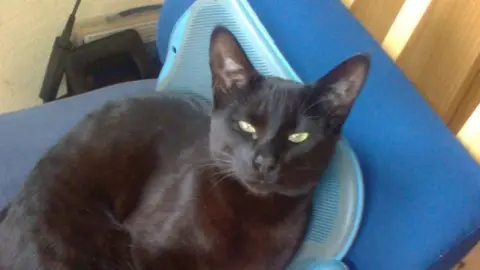 RSPCA Pet cat