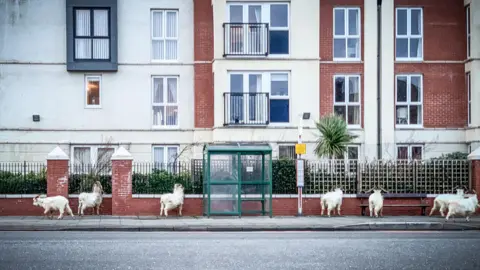 George Good Goats pictures outside a bus stop