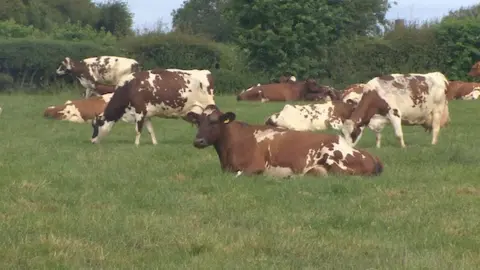 The herd descended from the duke's cattle