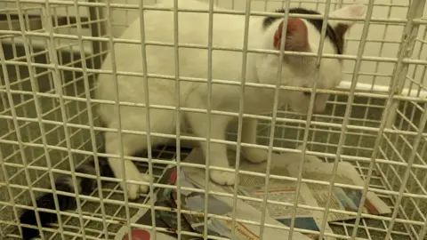 RSPCA White cat