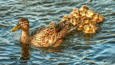 Vicki Swan Ducklings