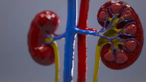 Crick Institute Kidney