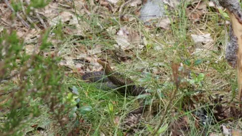 Bryan Doherty Adder at Loch an Eilein