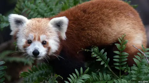 Getty Images Rusty the red panda