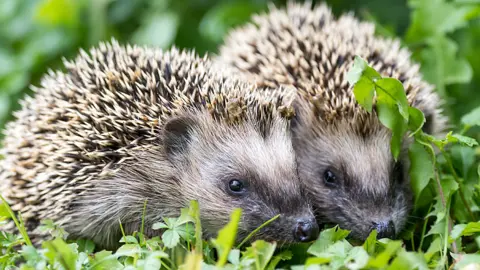 Getty Images Hedgehogs