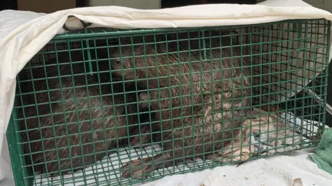 Secret World Wildlife Rescue Two beavers in a green cage