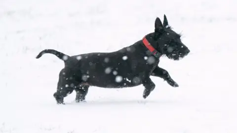 PA Media A Scottish terrier plays in the snow on the Dunstable Downs in Bedforshire