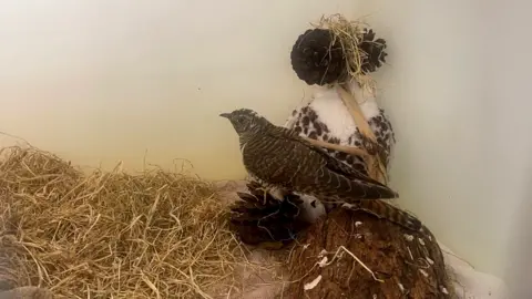 GSPCA Breeda the cuckoo