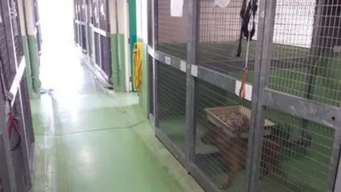Inside Birmingham Dogs Home