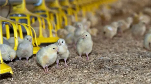 Getty Images Broiler chicks