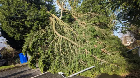 A fallen tree knocked over a street light on Church Road in Belfast, near the junction with Manse Road