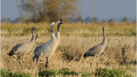 Nick Upton (rspb-images.com) Cranes