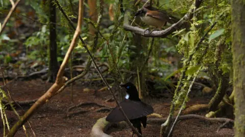 Silverback/Netflix Our Planet