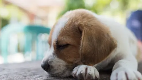 Getty Images sleeping puppy