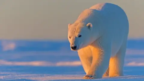 Getty Images A polar bear in the Arctic National Wildlife Refuge