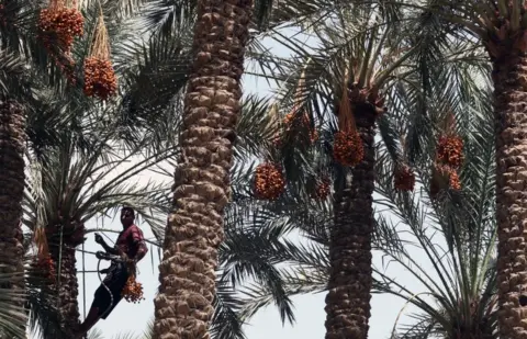 EPA A farm worker climbs a palm tree to pick dates at Miit Rahina, south Giza governorate.