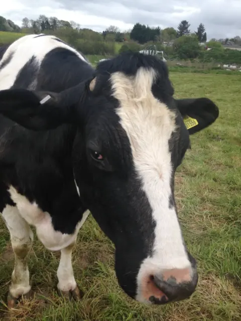 Ahimsa Dairy Foundation Draupadi the cow