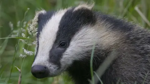 Badgers