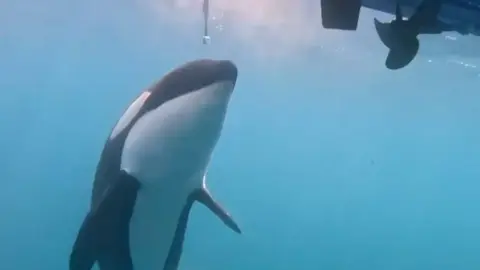 Orca interacts with boat in the Strait of Gibraltar