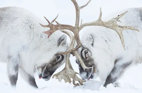 Stefano Unterthiner/WPY Reindeer