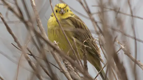 Cliff Kinch Yellowhammer in the fields near South Newington, Oxfordshire
