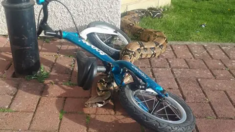 Bruce Baker Snake in garden