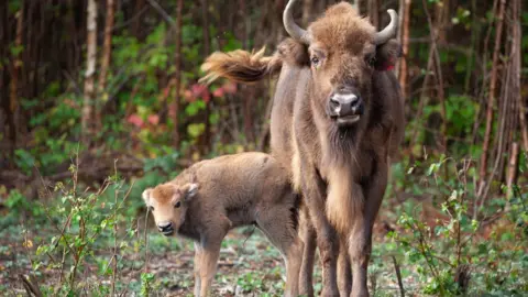 Donovan Wright Bison calf with mother