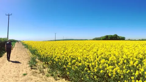 Sam Nash  A field of bright yellow rapeseed lit up by the blazing sun on Llantwit Major’s cliffs