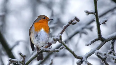 Victoria Gill Robin (c) Victoria Gill