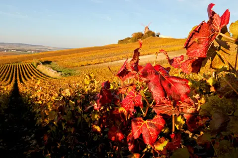 Pascal Rossignol / Reuters An autumnal view shows golden and rust-coloured leaves in the Champagne vineyards in the village of Verzenay, France, on 28 October 2021
