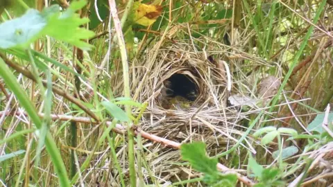 A chiffchaff nest just above the land level and built out of tightly woven grass