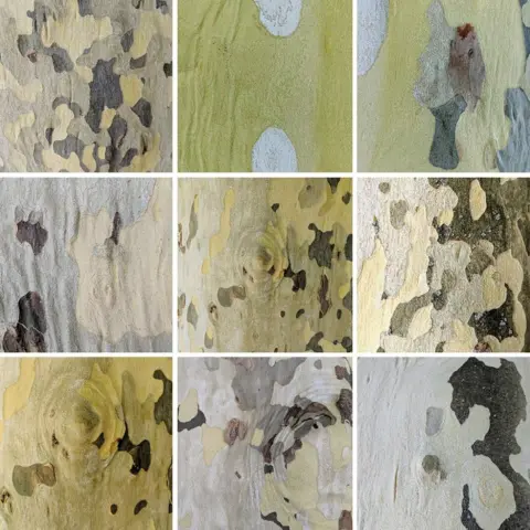 Jenny Downing Tree bark