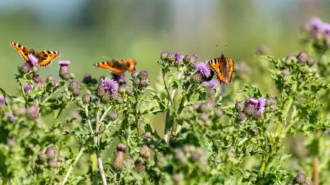 Vanessa Wheeler Butterflies on thistles