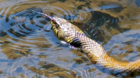 Owen Davies Grass snake on surface of water