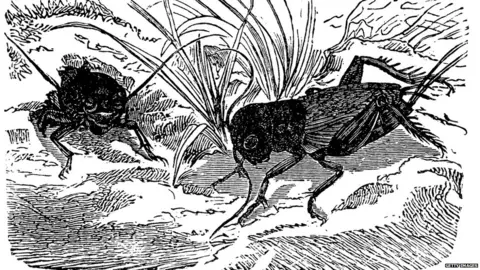 Getty Images Illustration of a European field cricket