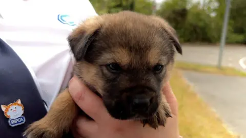 Image of a small puppy being held by a woman