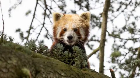 George Cuevas Red Panda Nilo in his newly created habitat