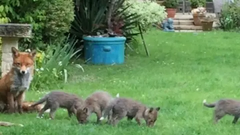 Annie Brookes Foxes in garden