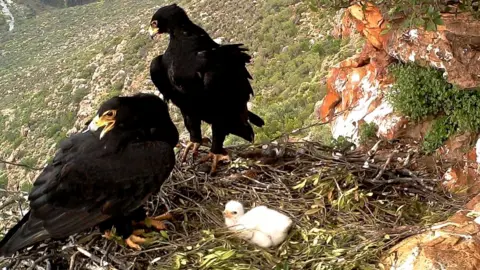 Megan Murgatroyd Verreaux's eagle chick with parents