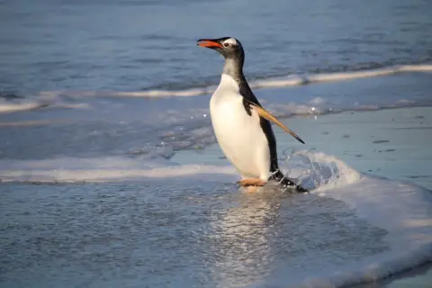 Gareth Payne Penguin