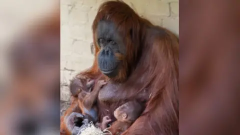 Dudley Zoo and Castle Jazz nursing Sprout's newborn